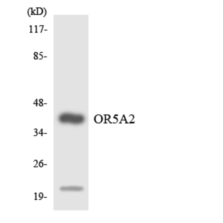 Western Blot - Anti-OR5A2 Antibody (R12-3226) - Antibodies.com