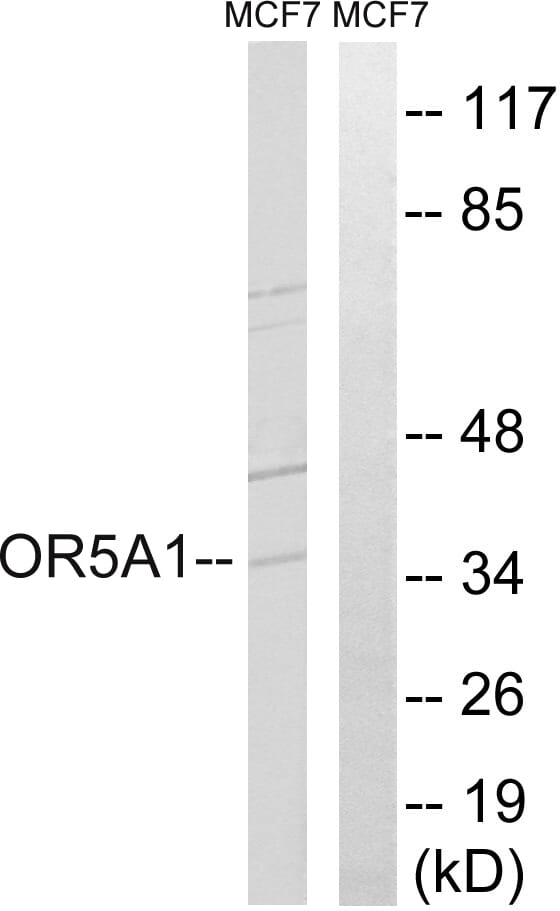 Western blot analysis of lysates from MCF-7 cells using Anti-OR5A1 Antibody. The right hand lane represents a negative control, where the antibody is blocked by the immunising peptide.