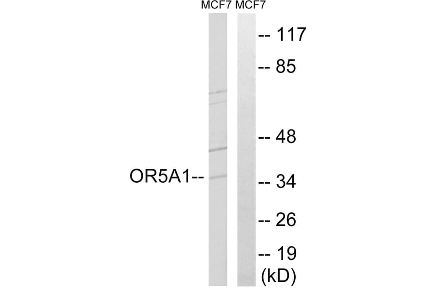 Western Blot - Anti-OR5A1 Antibody (G909) - Antibodies.com