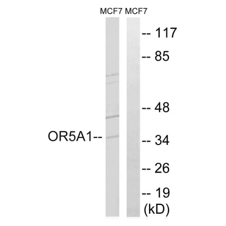 Western Blot - Anti-OR5A1 Antibody (G909) - Antibodies.com
