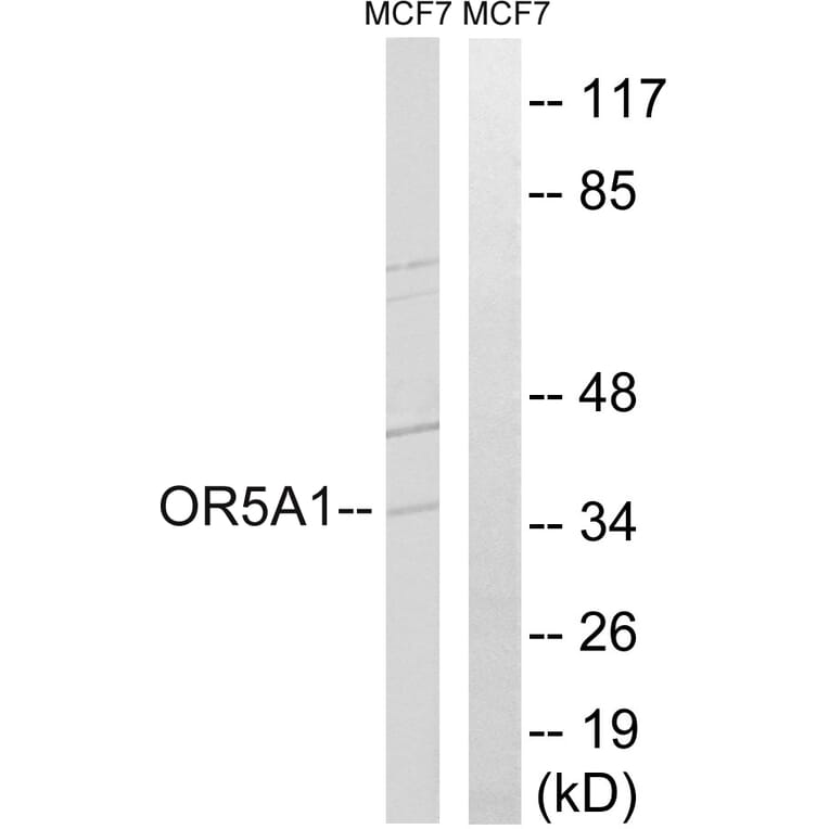 Western Blot - Anti-OR5A1 Antibody (G909) - Antibodies.com