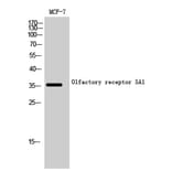 Western Blot - Anti-OR5A1 Antibody (G909) - Antibodies.com