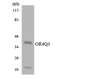Western Blot - Anti-OR4Q3 Antibody (R12-3197) - Antibodies.com