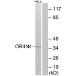 Western Blot - Anti-OR4N4 Antibody (G610) - Antibodies.com
