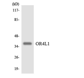 Western Blot - Anti-OR4L1 Antibody (R12-3195) - Antibodies.com
