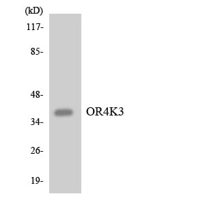 Western blot analysis of the lysates from HeLa cells using Anti-OR4K3 Antibody.