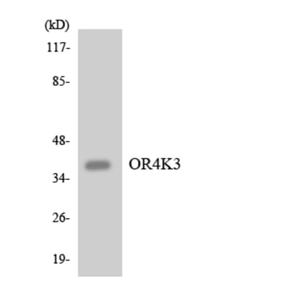 Western Blot - Anti-OR4K3 Antibody (R12-3194) - Antibodies.com