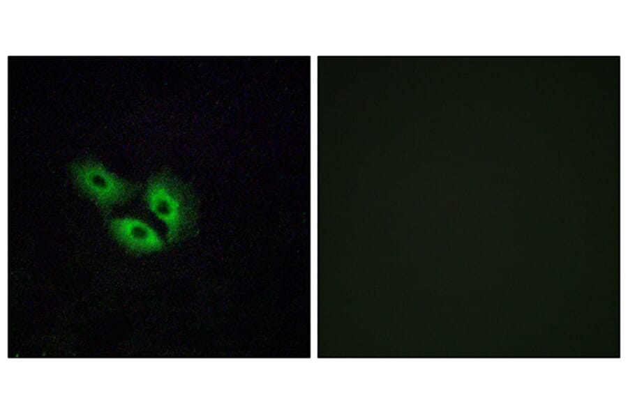 Immunofluorescence - Anti-OR4E2 Antibody (G597) - Antibodies.com