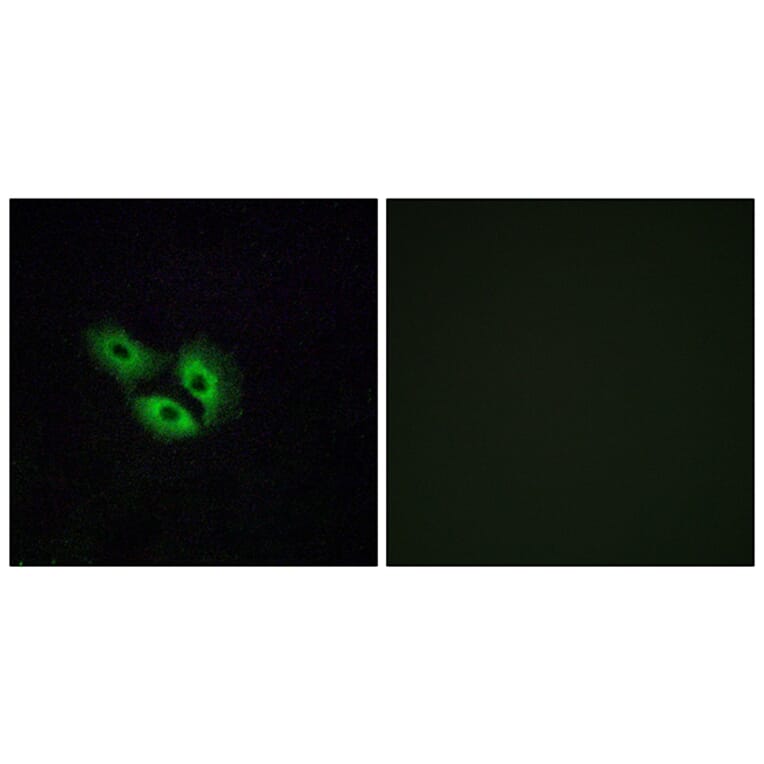 Immunofluorescence - Anti-OR4E2 Antibody (G597) - Antibodies.com