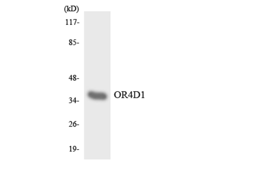 Western Blot - Anti-OR4D1 Antibody (R12-3188) - Antibodies.com