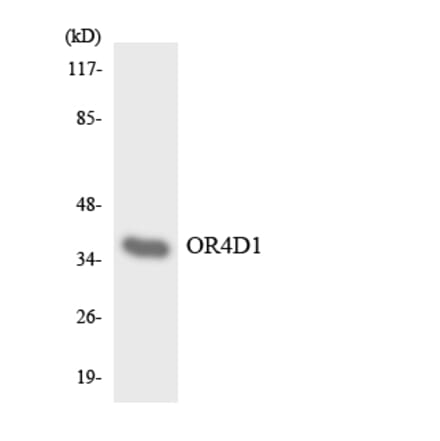 Western Blot - Anti-OR4D1 Antibody (R12-3188) - Antibodies.com