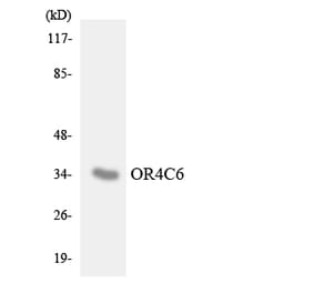 Western Blot - Anti-OR4C6 Antibody (R12-3187) - Antibodies.com