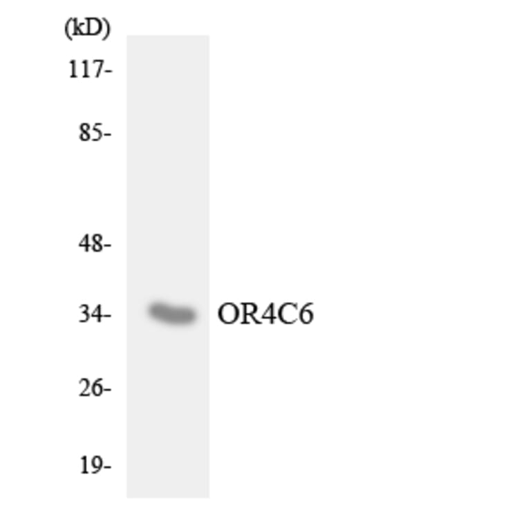Western Blot - Anti-OR4C6 Antibody (R12-3187) - Antibodies.com