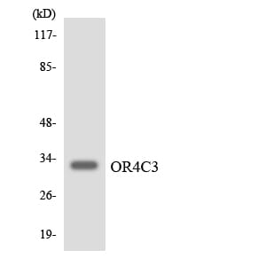Western blot analysis of the lysates from COLO205 cells using Anti-OR4C3 Antibody.