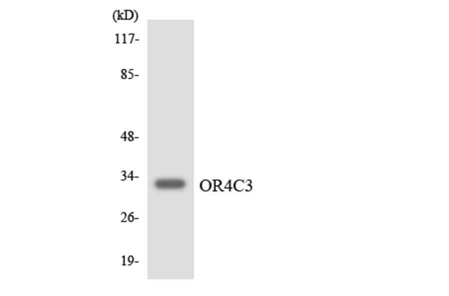 Western Blot - Anti-OR4C3 Antibody (R12-3186) - Antibodies.com