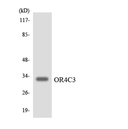 Western Blot - Anti-OR4C3 Antibody (R12-3186) - Antibodies.com