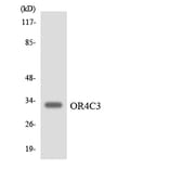 Western Blot - Anti-OR4C3 Antibody (R12-3186) - Antibodies.com