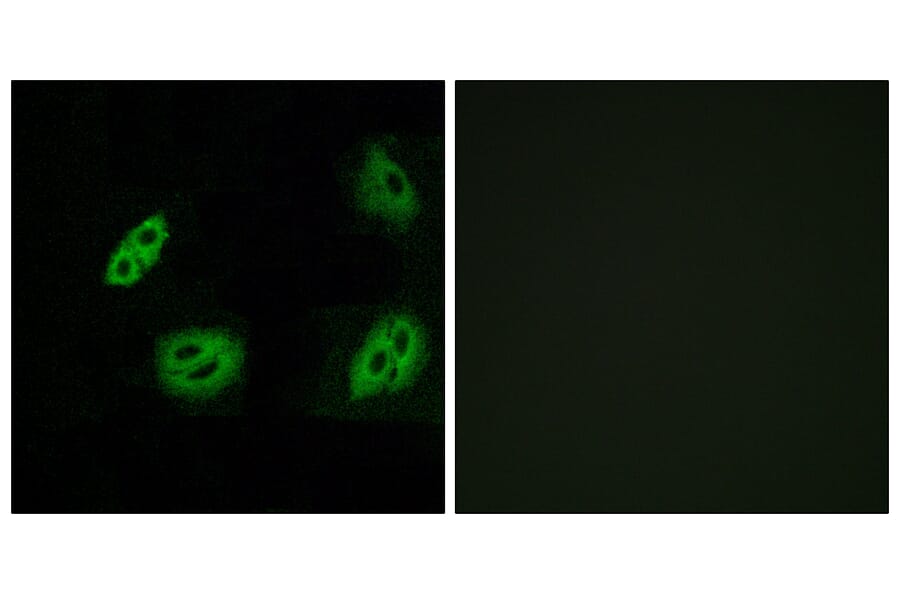 Immunofluorescence - Anti-OR4B1 Antibody (G583) - Antibodies.com