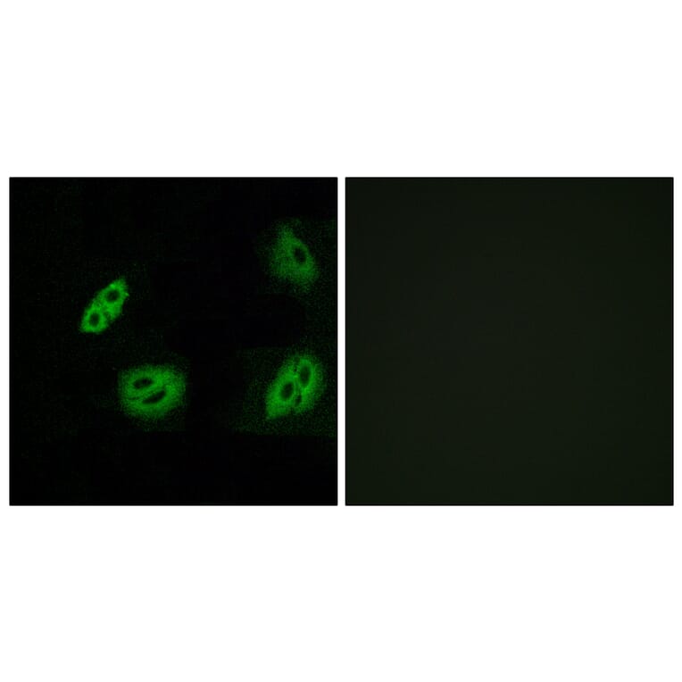 Immunofluorescence - Anti-OR4B1 Antibody (G583) - Antibodies.com