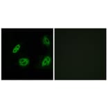 Immunofluorescence - Anti-OR4B1 Antibody (G583) - Antibodies.com