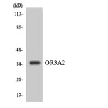 Western Blot - Anti-OR3A2 Antibody (R12-3177) - Antibodies.com