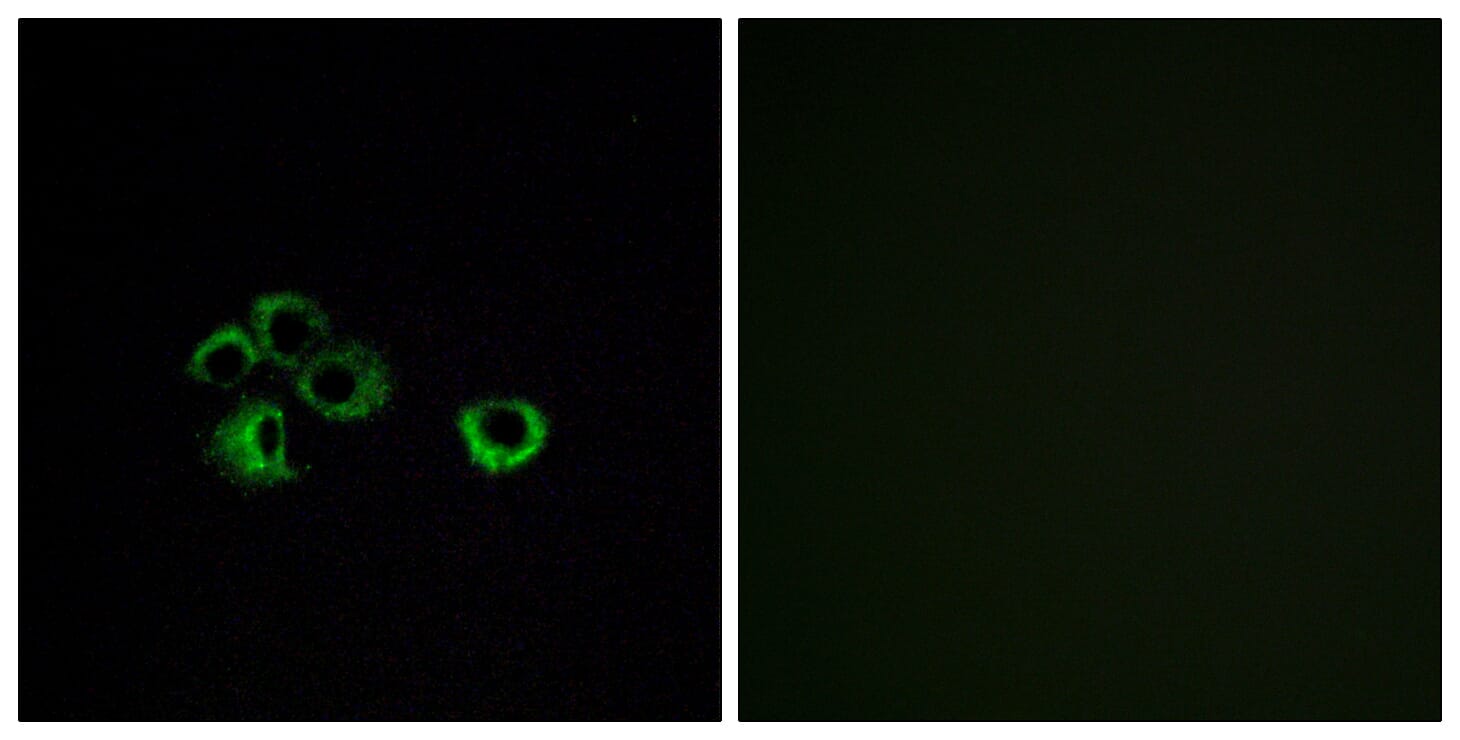 Immunofluorescence analysis of MCF7 cells using Anti-OR2Z1 Antibody. The right hand panel represents a negative control, where the antibody was pre-incubated with the immunising peptide.