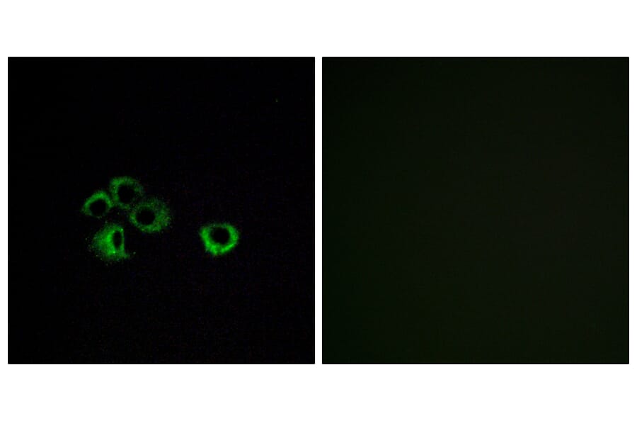 Immunofluorescence - Anti-OR2Z1 Antibody (G575) - Antibodies.com