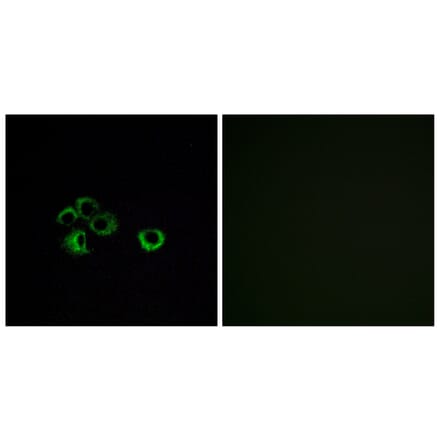 Immunofluorescence - Anti-OR2Z1 Antibody (G575) - Antibodies.com