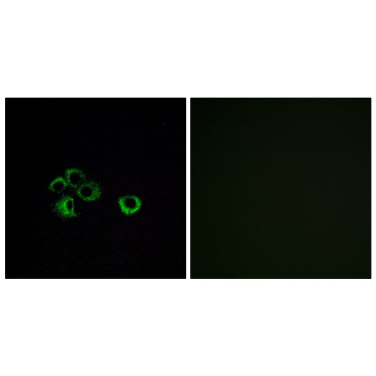 Immunofluorescence - Anti-OR2Z1 Antibody (G575) - Antibodies.com
