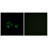 Immunofluorescence - Anti-OR2Z1 Antibody (G575) - Antibodies.com