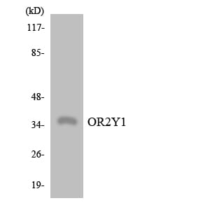 Western blot analysis of the lysates from K562 cells using Anti-OR2Y1 Antibody.