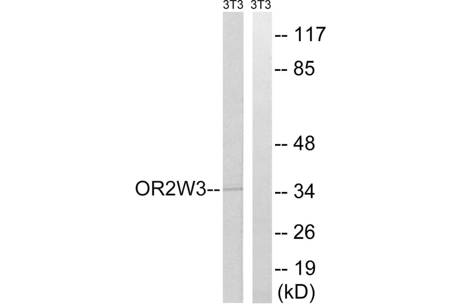 Western Blot - Anti-OR2W3 Antibody (G899) - Antibodies.com