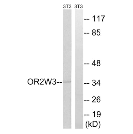 Western Blot - Anti-OR2W3 Antibody (G899) - Antibodies.com