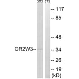 Western Blot - Anti-OR2W3 Antibody (G899) - Antibodies.com