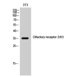 Western Blot - Anti-OR2W3 Antibody (G899) - Antibodies.com