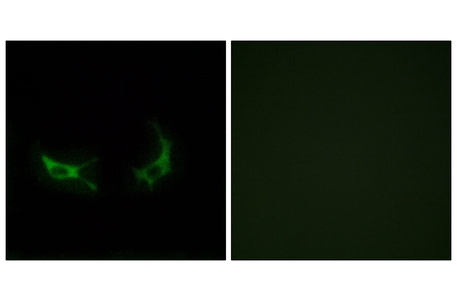 Immunofluorescence - Anti-OR2M3 Antibody (G561) - Antibodies.com