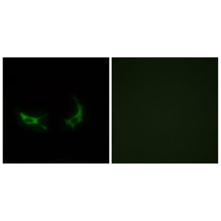 Immunofluorescence - Anti-OR2M3 Antibody (G561) - Antibodies.com
