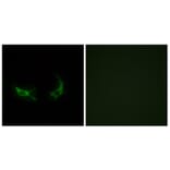 Immunofluorescence - Anti-OR2M3 Antibody (G561) - Antibodies.com