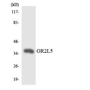 Western blot analysis of the lysates from RAW264.7 cells using Anti-OR2L5 Antibody.