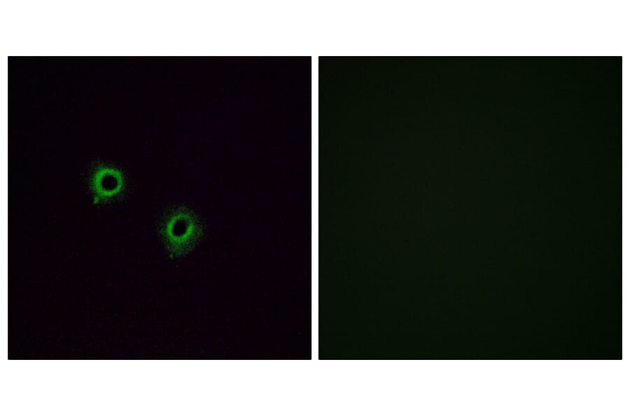 Immunofluorescence - Anti-OR2J3 Antibody (G554) - Antibodies.com