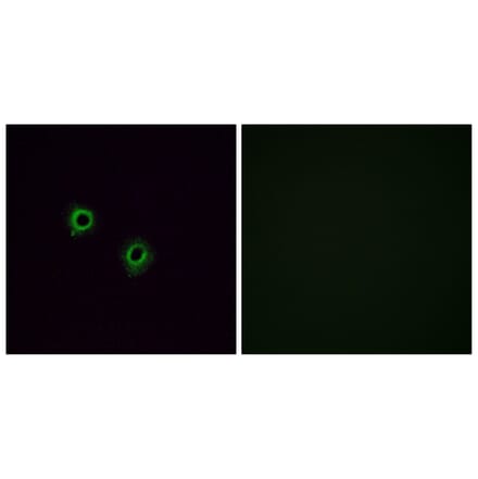 Immunofluorescence - Anti-OR2J3 Antibody (G554) - Antibodies.com