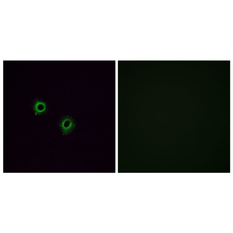Immunofluorescence - Anti-OR2J3 Antibody (G554) - Antibodies.com