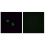 Immunofluorescence - Anti-OR2J3 Antibody (G554) - Antibodies.com