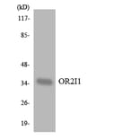 Western Blot - Anti-OR2I1 Antibody (R12-3167) - Antibodies.com