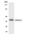 Western Blot - Anti-OR2G2 Antibody (R12-3166) - Antibodies.com