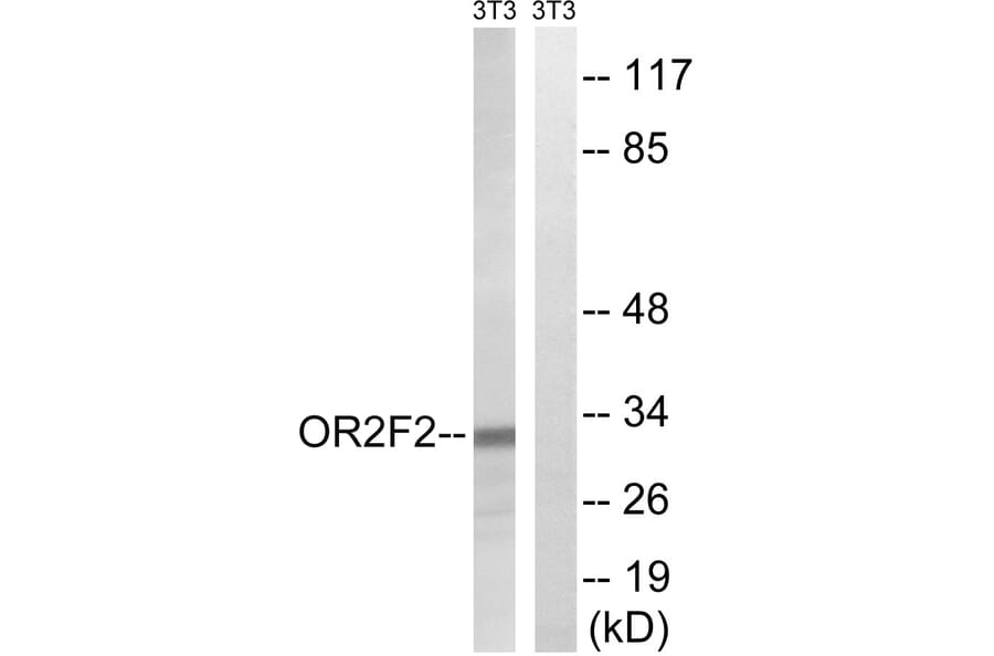 Western Blot - Anti-OR2F2 Antibody (G893) - Antibodies.com