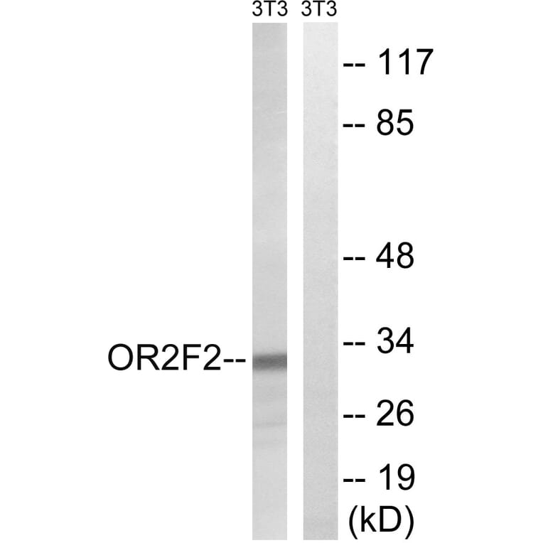 Western Blot - Anti-OR2F2 Antibody (G893) - Antibodies.com