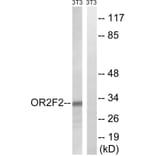 Western Blot - Anti-OR2F2 Antibody (G893) - Antibodies.com