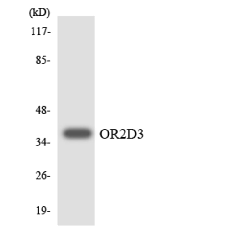 Western Blot - Anti-OR2D3 Antibody (R12-3165) - Antibodies.com