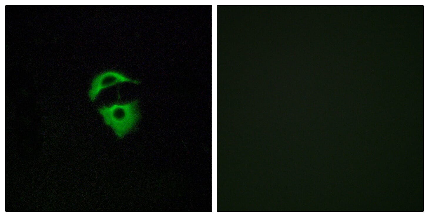 Immunofluorescence analysis of A549 cells using Anti-OR2D2 Antibody. The right hand panel represents a negative control, where the antibody was pre-incubated with the immunising peptide.